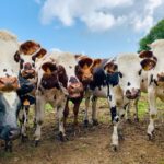 Arizona Farm Repurposes Cow Manure As Renewable Natural Gas